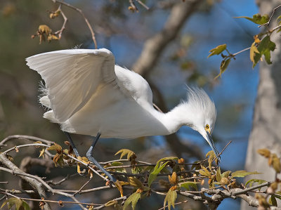 Snowy Egret _3229486.jpg