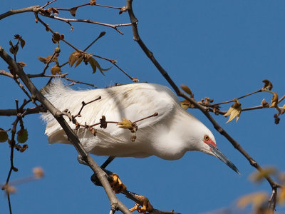 Snowy Egret _3229529.jpg