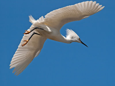 Snowy Egret _3229551.jpg