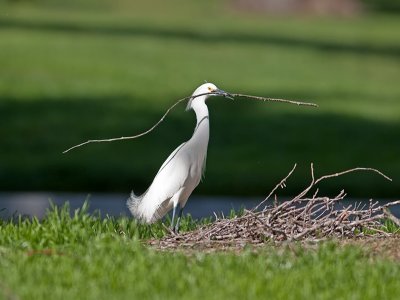Snowy Egret _3229589.jpg