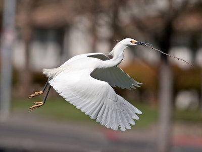 Snowy Egret _3229623.jpg