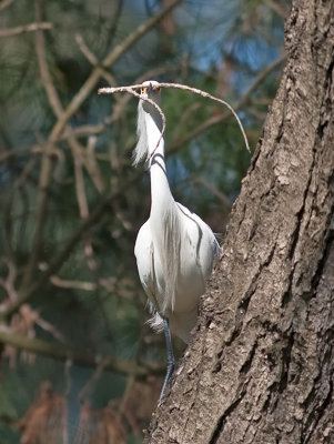 Snowy Egret _3229689.jpg