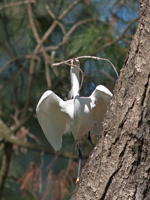 Snowy Egret _3229691.jpg