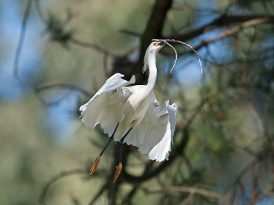 Snowy Egret _3229694.jpg