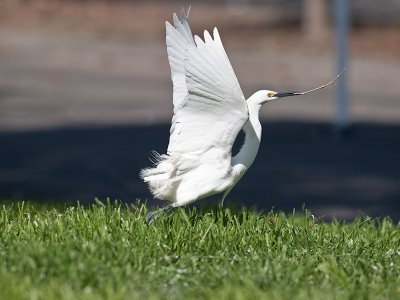 Snowy Egret _3229725.jpg