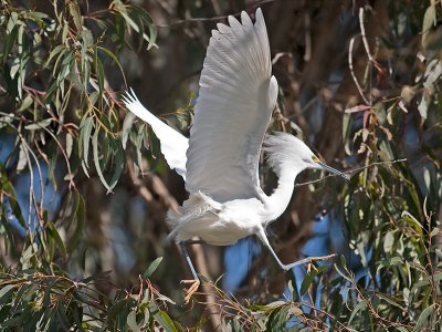 Snowy Egret _3229732.jpg