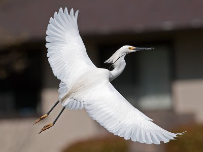Snowy Egret _3229770.jpg