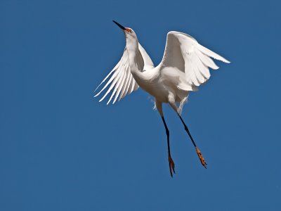 Snowy Egret _3229436.jpg