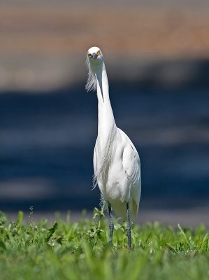 Snowy Egret _3229781.jpg
