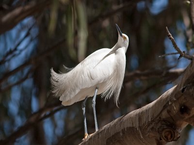 Snowy Egret _3269875.jpg