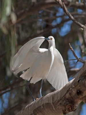 Snowy Egret _3269877.jpg