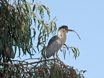 Black-crowned Night Heron _3260075.jpg