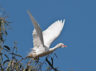 Cattle Egret _3260009.jpg