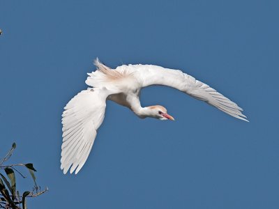 Cattle Egret _3260010.jpg