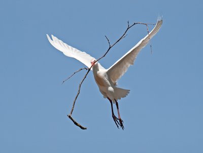 Cattle Egret _3260034-2.jpg