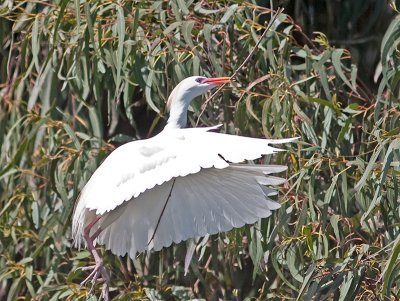 Cattle Egret _3260052.jpg