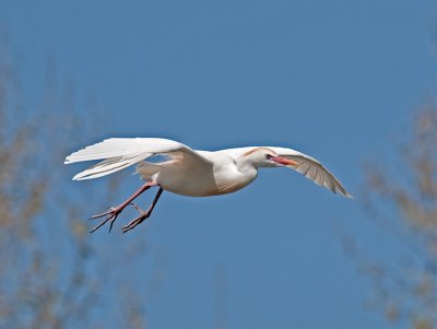 Cattle Egret _3260115.jpg