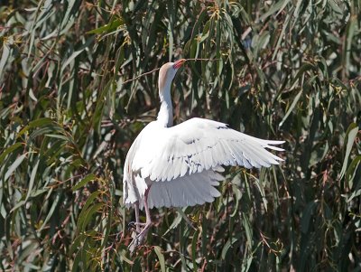 Cattle Egret _3260125.jpg