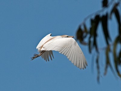 Cattle Egret _3260144.jpg