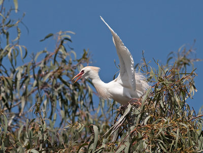 Cattle Egret _3269860.jpg