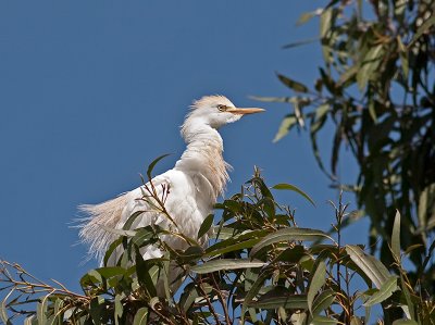 Cattle Egret _3269889.jpg