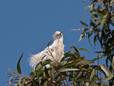 Cattle Egret _3269890.jpg