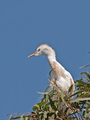 Cattle Egret _3269906.jpg