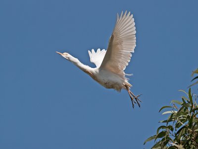Cattle Egret _3269911.jpg