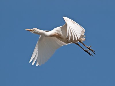 Cattle Egret _3269915.jpg