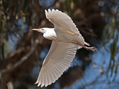 Cattle Egret _3269958.jpg