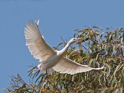 Cattle Egret _3269991.jpg