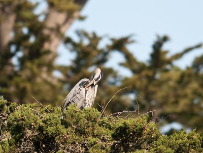 Great Blue Herons _3270181.jpg