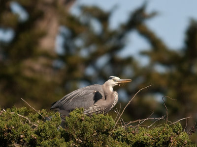 Great Blue Herons _3270185.jpg