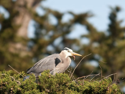 Great Blue Herons _3270188.jpg