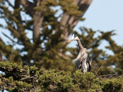 Great Blue Herons _3270196.jpg