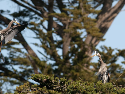 Great Blue Herons _3270197.jpg