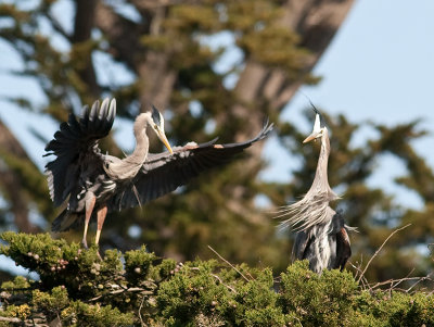 Great Blue Herons _3270201.jpg