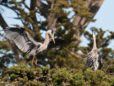 Great Blue Herons _3270203.jpg