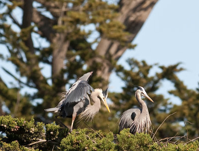 Great Blue Herons _3270205.jpg