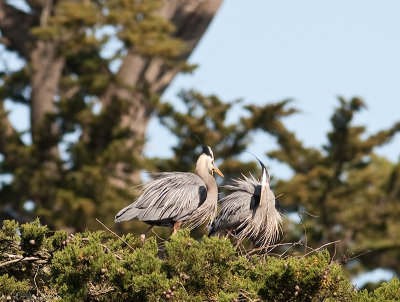 Great Blue Herons _3270207.jpg