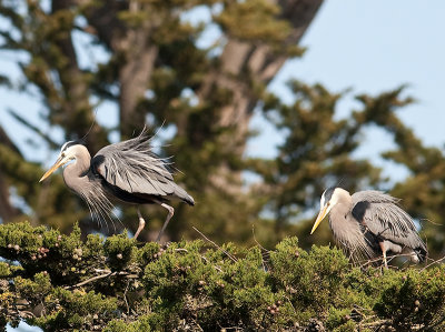 Great Blue Herons _3270209.jpg