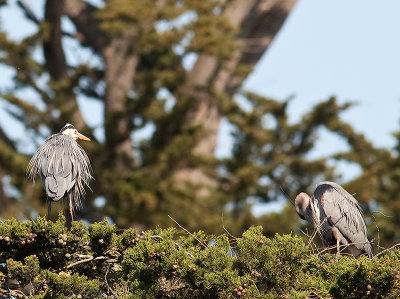 Great Blue Herons _3270210.jpg