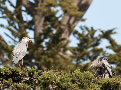 Great Blue Herons _3270213.jpg