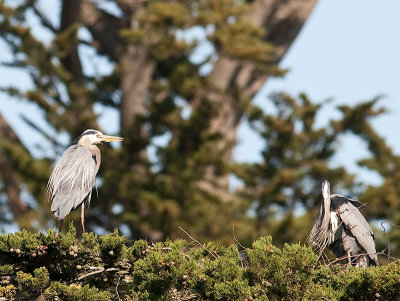 Great Blue Herons _3270214.jpg