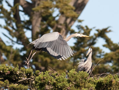 Great Blue Herons _3270216.jpg