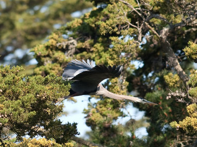 Great Blue Herons _3270218.jpg