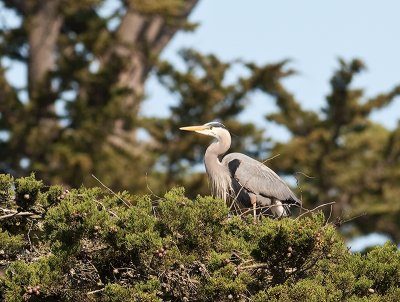 Great Blue Herons _3270223.jpg