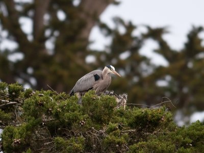 Great Blue Heron _4030366.jpg