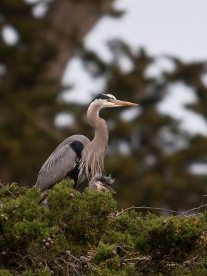 Great Blue Heron _4030377.jpg