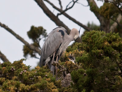 Great Blue Heron _4030390.jpg